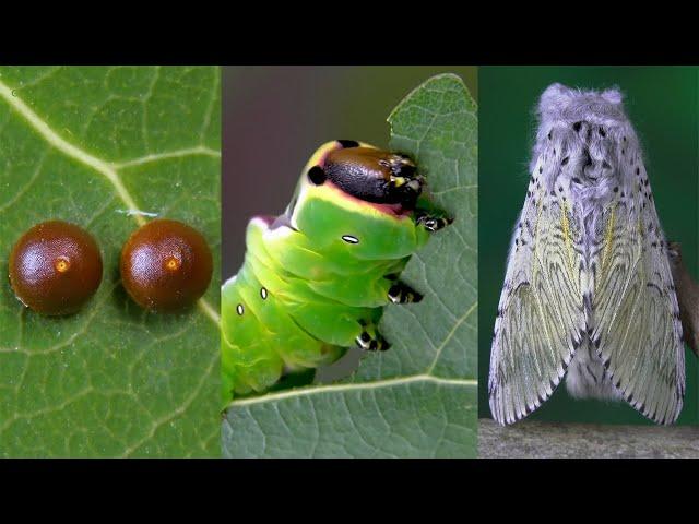 The life cycle of a Moth | Butterfly
