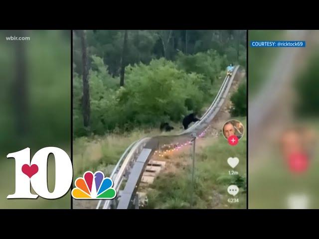 A mountain coaster rider's close encounter with a bear & her cubs at Anakeesta