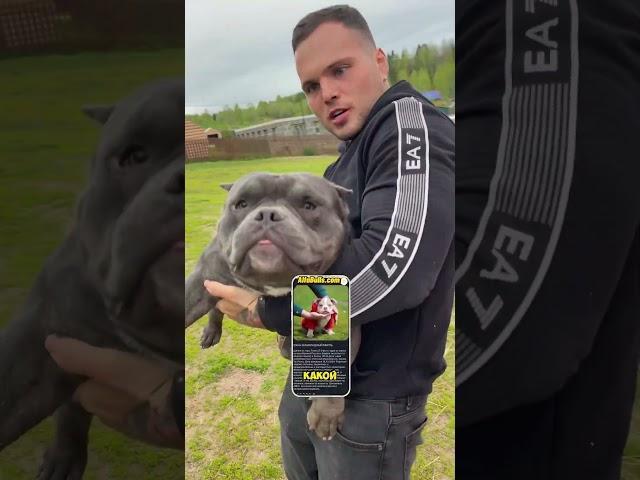 Робкий Михаил с огромной головой может стать вашим!) Колосальный американский булли микро 