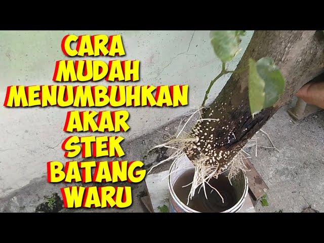 CARA MUDAH MENUMBUHKAN AKAR STEK BATANG WARU