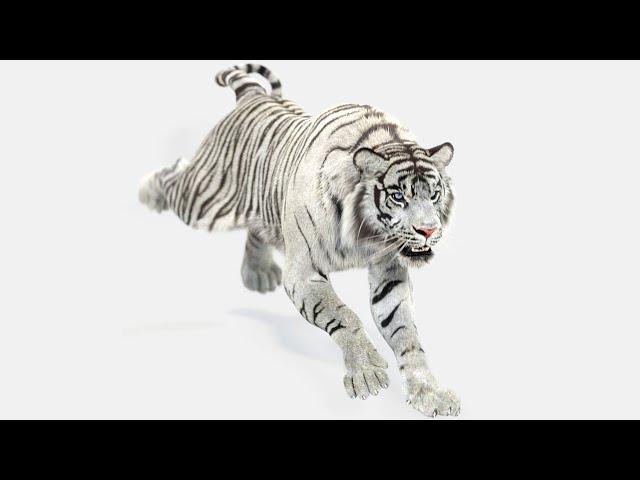 Animated White Tiger 3D Model | @PROmax3D