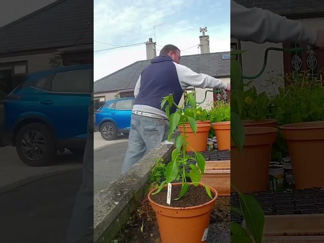 Re potting the chilli plant