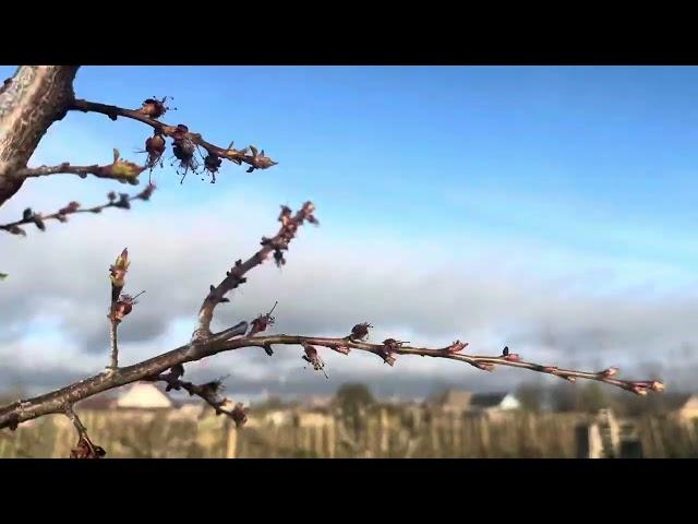 14.04.25 состояние персиков и абрикосы