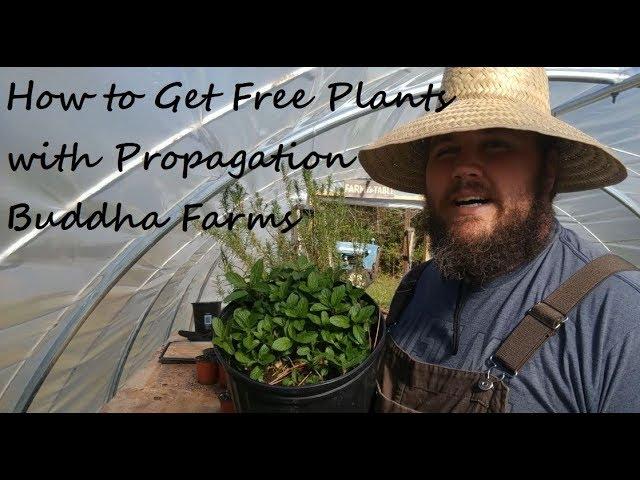 How to Get Free Plants through Propagation - Buddha Farms