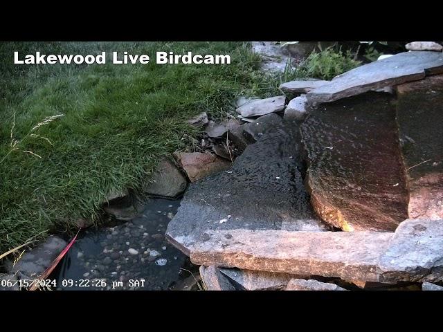 Live Bird Camera Fountain