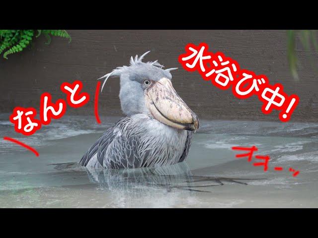 【号外】水浴びするハシビロコウふたばちゃんが可愛すぎた️【夏のふたば号外】 Futaba,the Shoebill 掛川花鳥園  2023年7月