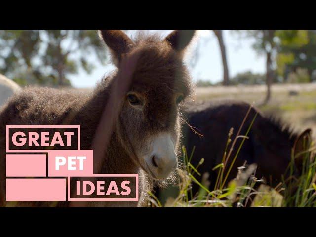 Miniature Mediterranean Donkeys | PET | Great Home Ideas