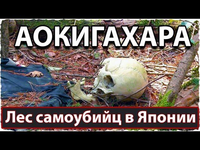 SUICIDE FOREST IN JAPAN - AOKIGAHARA. Why you shouldn't go there | Aokigahara Forest