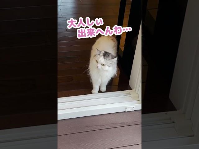 [Patience] I actually really hated this cat #Shorts [Cat dubbing]