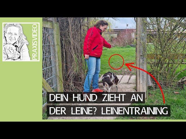 Dein Hund zieht an der Leine?  Leinenführigkeit Training  Praxisvideo ️