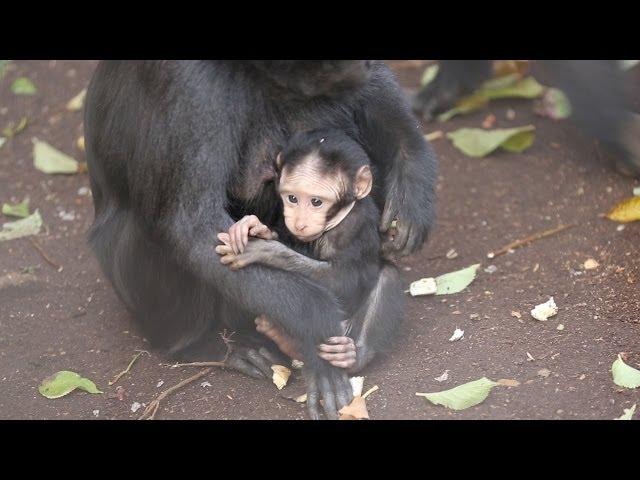 Adorable baby macaque born at ZSL London Zoo