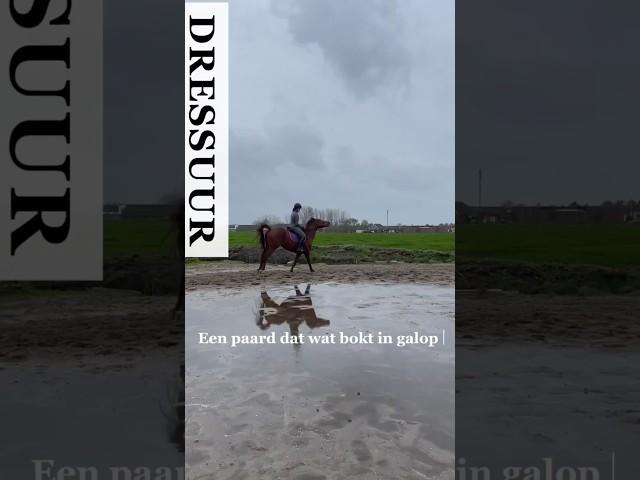 Een paard dat in galop bokt #lovemysubscribers #horsetrainer #horse #paard #dressuur #horsemanship