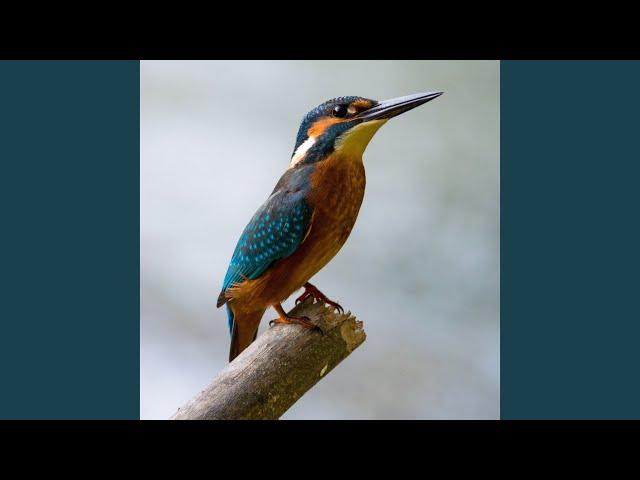 Kicau burung yang ceria