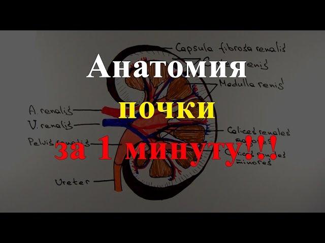 Анатомия почки за 1 минуту!!!