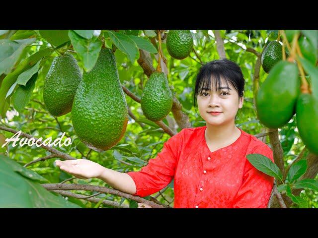 AMAZING HARVESTING AVOCADO Goes To Market Sell/Gardening And Cooking | LÝ TRIỆU CA