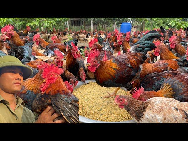 Full video of chicken care process from 23 days to 148 days in the rainy season - Chicken Farm.