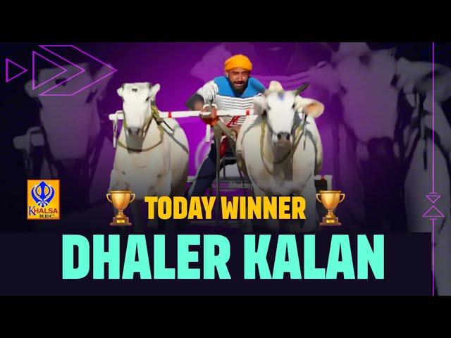 Today Winner | Dhaler Kalan | Malerkotla  | Ox Races | 10 Dec 2024 | Khalsaji Tv