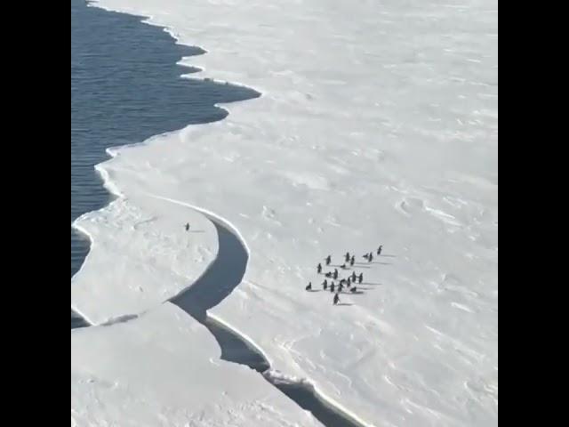 Стая пингвинов убегает от раскалывающегося льда / Penguins Running From Breaking Ice