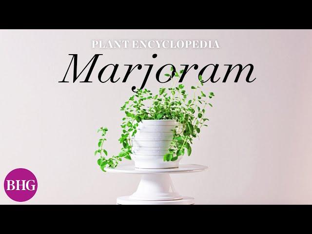 Everything You Need to Know About Marjoram | Plant Encyclopedia | Better Homes & Gardens