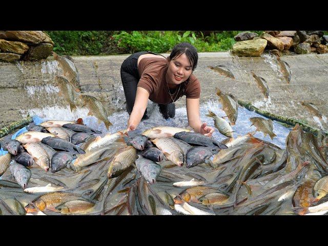 How to make a Fish trap in the floating season, Harvesting many types of natural Fish in the trap