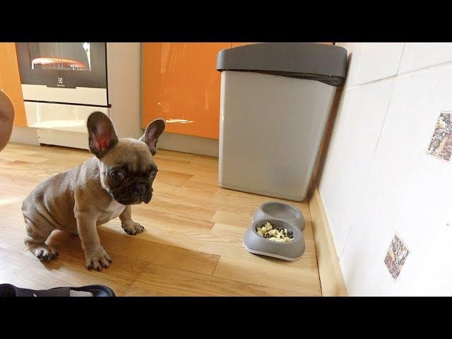 French Bulldog Dobby waiting command to start eat. Cute puppy! Smart dog