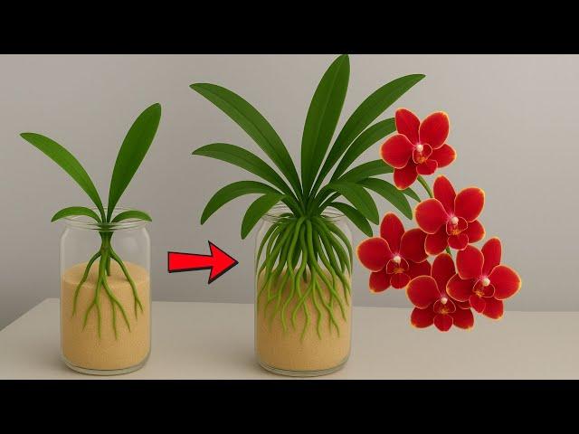 Surprisingly, orchids grown in sand grow fast and bloom all year round