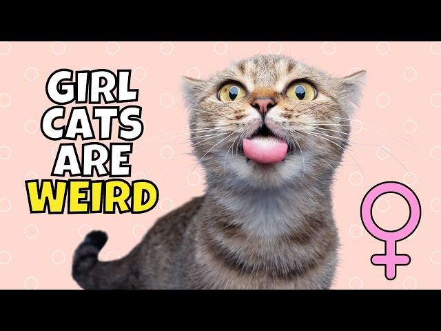 5 Super Weird Female Cat Behaviors (#3 is Loud)