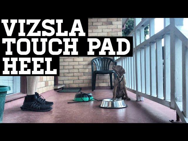 How To Train Your Vizsla Puppy Touch Pad Heel