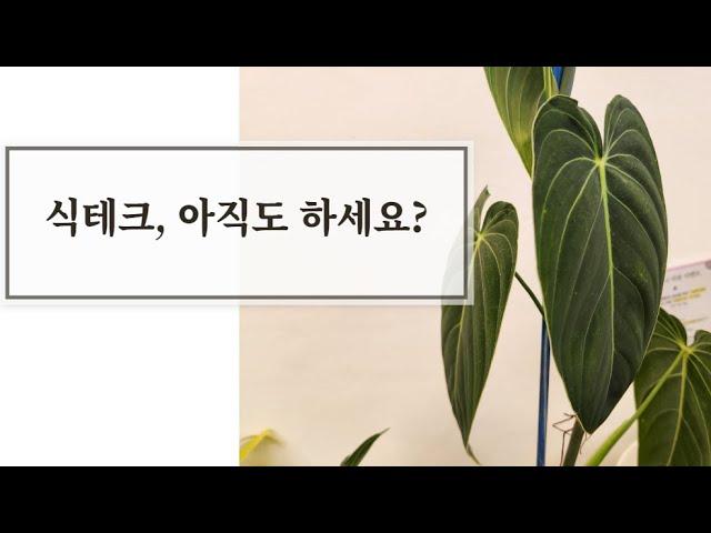 식테크, 식물 재테크 아직도 돈이 될까? / 식물 유행