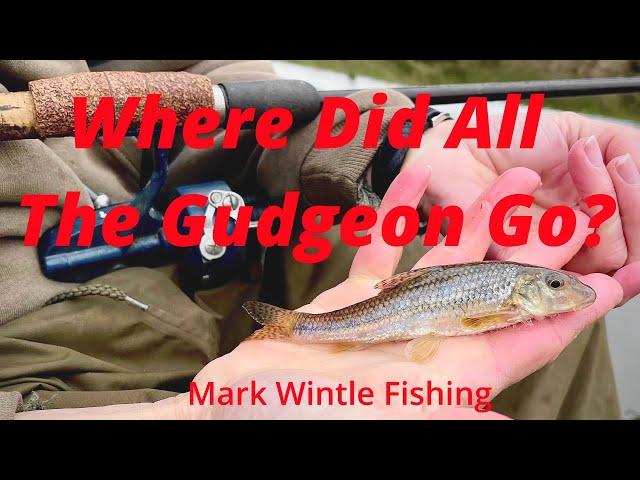 Where Did All The Gudgeon Go?