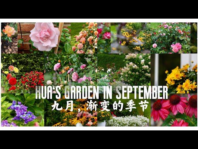 Hua's Garden in September 九月渐变的季节/德北入秋时还有哪些花在盛开/九月花园日记 /24.09.2021