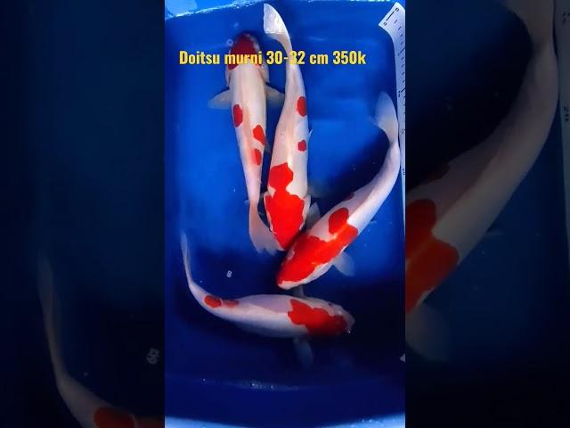 Koi Blitar langsung petani 0821 3939 9026