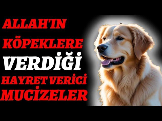 ALLAH CC KÖPEKLERE VERDİĞİ İNANILMAZ YETENEK VE MUCİZELER