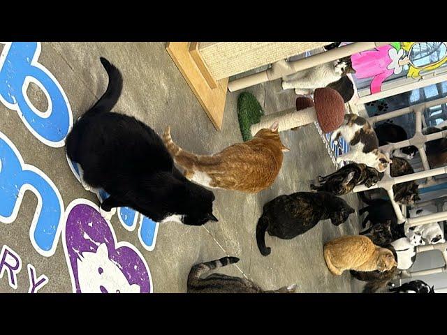 Furball Farm Cat Sanctuary is live!