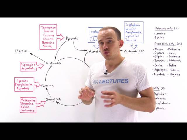 Introduction to glucogenic and ketogenic amino acids