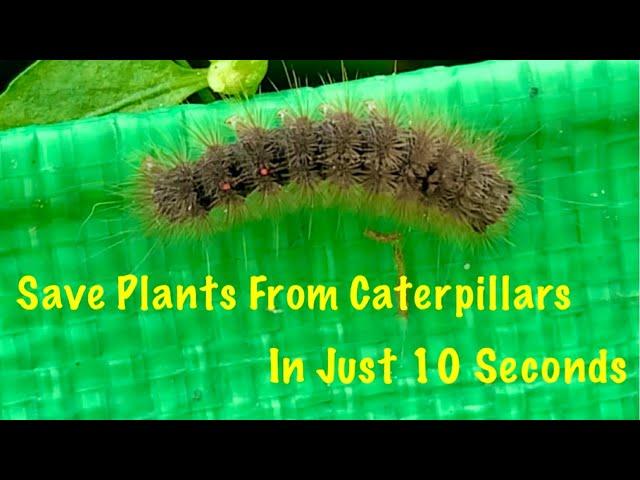 Save Plants From Caterpillars In Just 10 Seconds / Get 100% Success /How To Get Rid Of Caterpillars