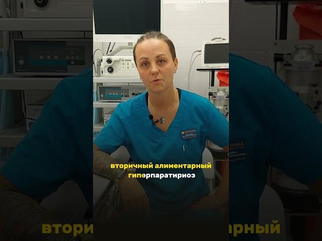 Ортопед про питание #ветеринар #ветклиникакосточка #ветеринарнаяклиника
