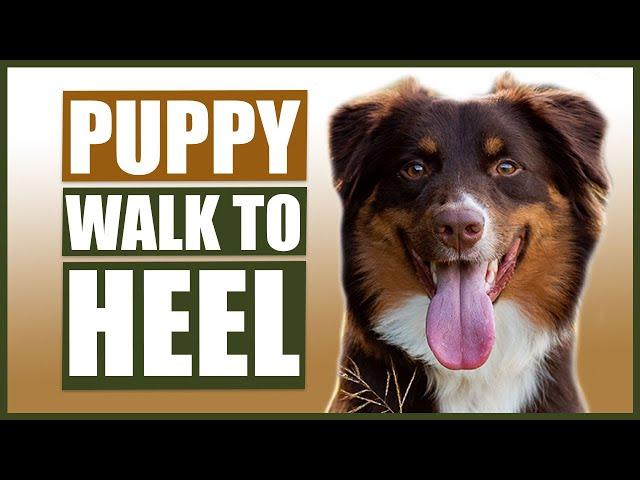 AUSTRALIAN SHEPHERD TRAINING! How to Train Your Australian Shepherd To Walk To Heel!