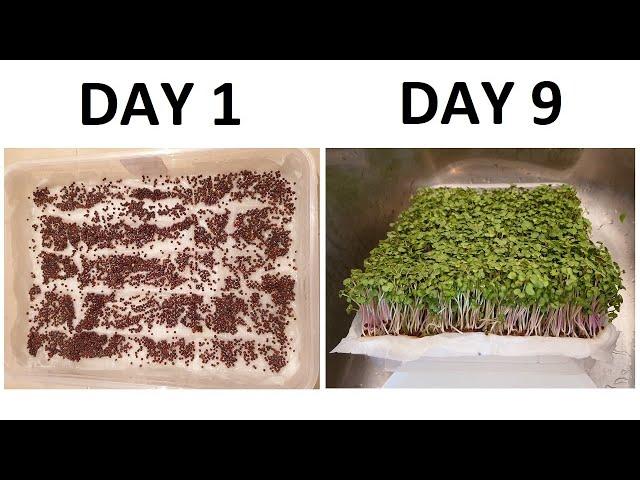 GROW MICROGREENS on paper towel, in water, seed to harvest, FULL GUIDE, fast, clean, easy, rich