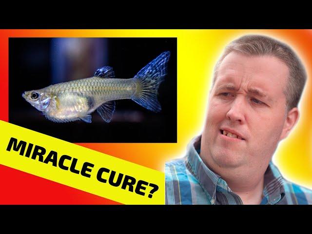 The Truth About Livebearer Disease