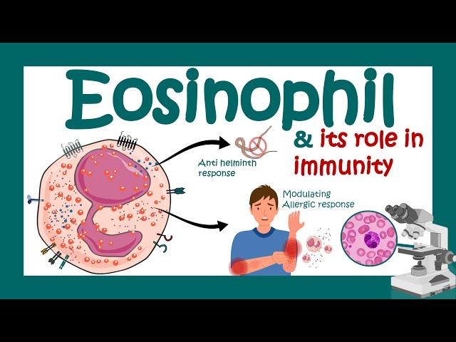 Eosinophils| Eosinophil and its role in immunity | What causes high eosinophil? | Eosinophilia