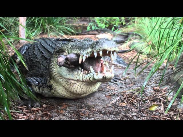 Saltwater Crocodile eating a pigs head