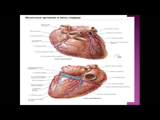 Юрак қон томир тизими анатомияси. Анатомия. Маъруза