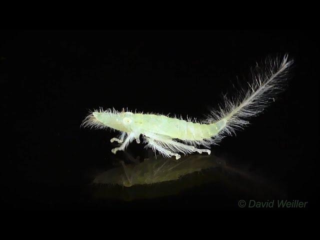 Have You Ever Seen The 'Dance' of a Leafhopper Nymph?