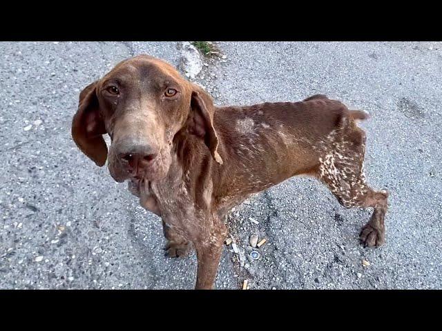 Stray Skinny Sick Dog Got The Life He Deserves