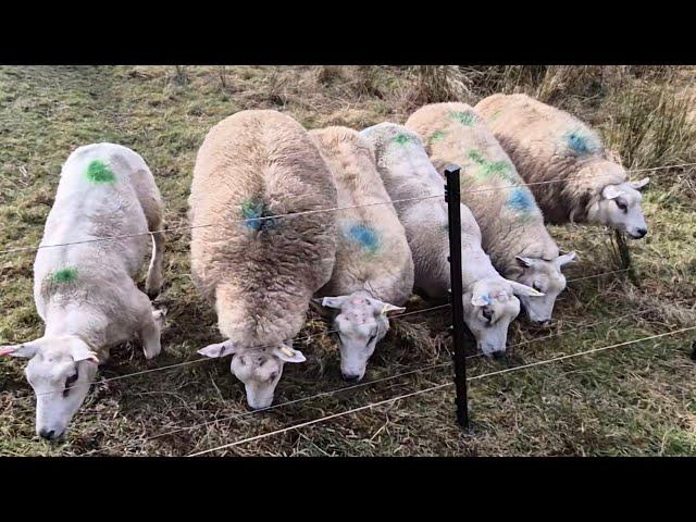 ANDY THE GARDENER!!! The 110 sheep are waiting