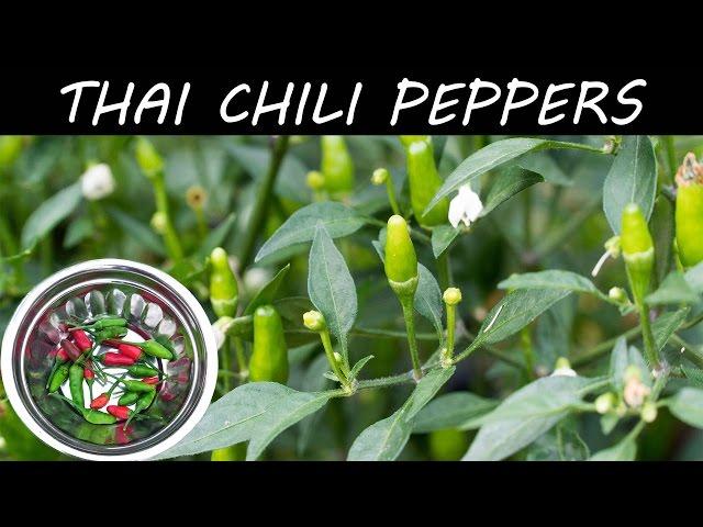 Growing Hot Thai Chili Peppers In Container - in 4K