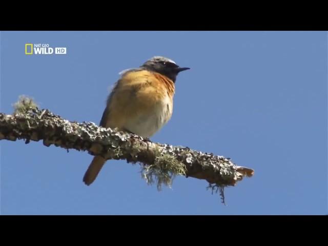 Nature Documentary BBC  WildLife of Scotland Episode 1 2