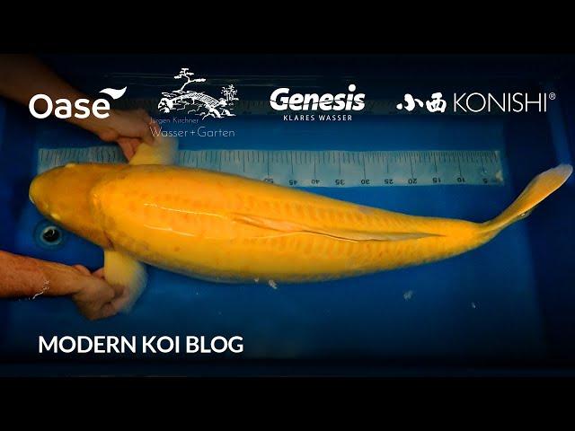 Modern Koi Blog #6185 - Andreas 103 cm Doitsu Karashigoi den er vom Jumbo Tosai großgezogen hat