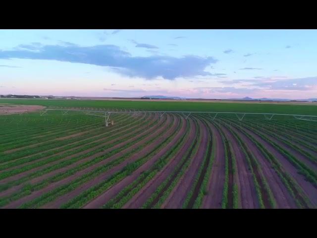 Dragon-Line Mobile Drip Irrigation on Center Pivot